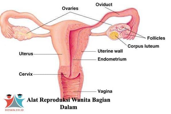 Alat Reproduksi Wanita Bagian Dalam