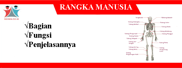 sistem rangka manusia ppt