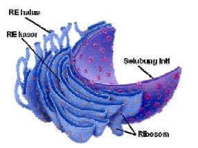 retikulum endoplasma