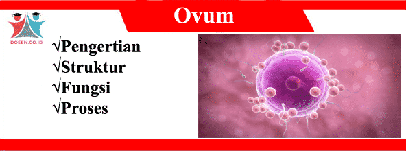 Ovum: Pengertian, Struktur, Fungsi Serta Proses Pembentukan Sel Telur