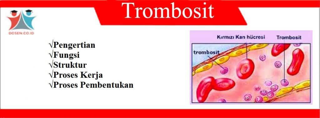 Cara Menurunkan Leukosit Tinggi Pada Ibu Hamil –