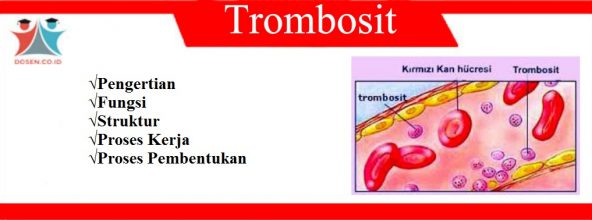Trombosit: Pengertian, Fungsi, Struktur, Proses Kerja dan Pembentukan