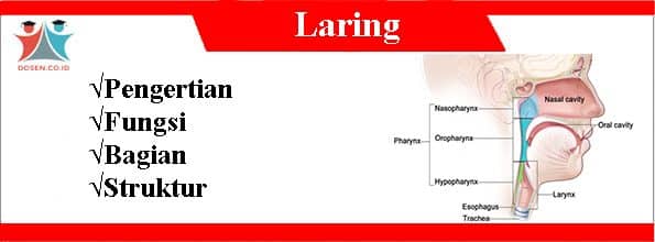 √Laring: Pengertian, Fungsi, Bagian Serta Struktur Laring