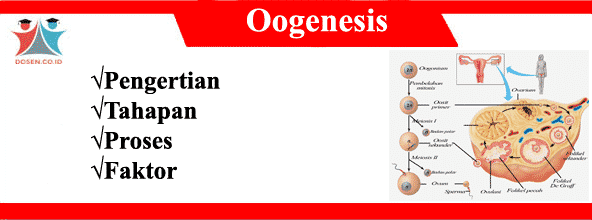 Oogenesis: Pengertian, Tahapan, Proses dan Faktornya