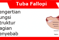 Tuba Fallopi (Oviduk): Pengertian, Fungsi, Struktur, Bagian dan Penyebab