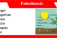 Fungsi Fotositensis: Pengertian, Proses, Faktor, Tahapan dan Tipe