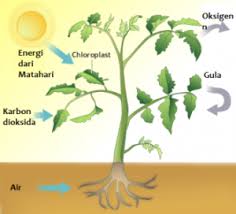 Proses fotosintesis