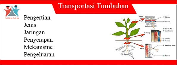 Sistem Transportasi pada Tumbuhan
