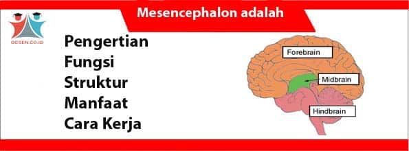 Mesencephalon adalah