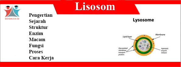 Lisosom-adalah