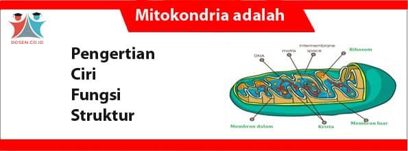 Mitokondria adalah