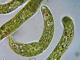 Alga Euglenophyta