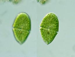 Alga Pyrrhophyta