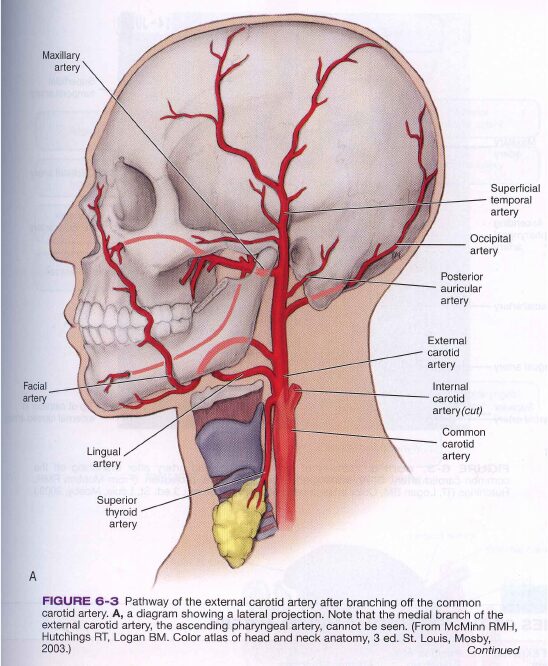Arteri Kepala