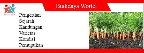 Budidaya Wortel