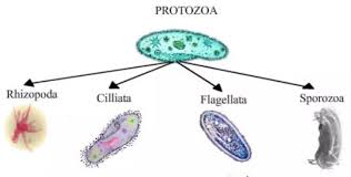 Filium Protozoa