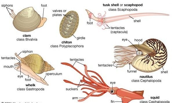 Filum Mollusca