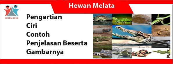 Disebut melata reptil mengapa hewan Hewan Melata: