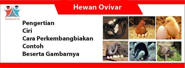 Hewan Ovivar
