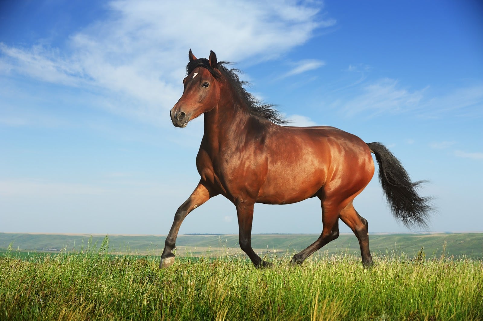 Kuda berkembang biak dengan cara melahirkan hewan ini memiliki ciri-ciri