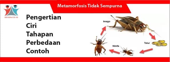 kumbang metamorfosis sempurna atau tidak