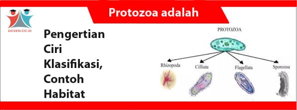 Protozoa adalah