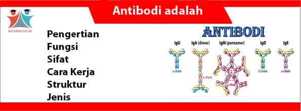 Antibodi adalah: Pengertian, Fungsi, Sifat, Cara Kerja, Jenis