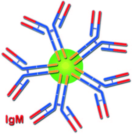 Imunoglobulin M (IgM)